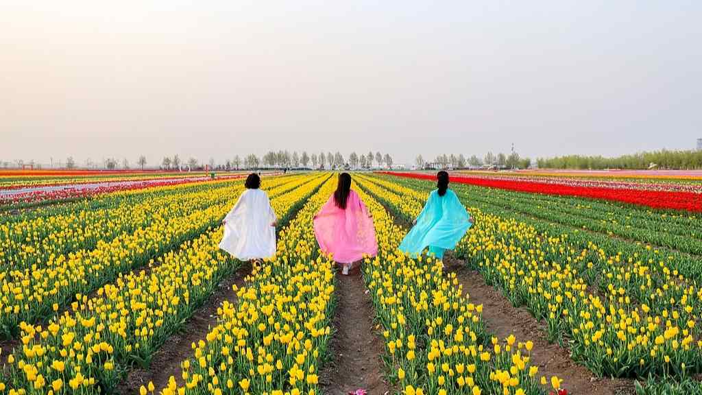 春日公园漫步：人们为何热衷踏青赏花-峰峦