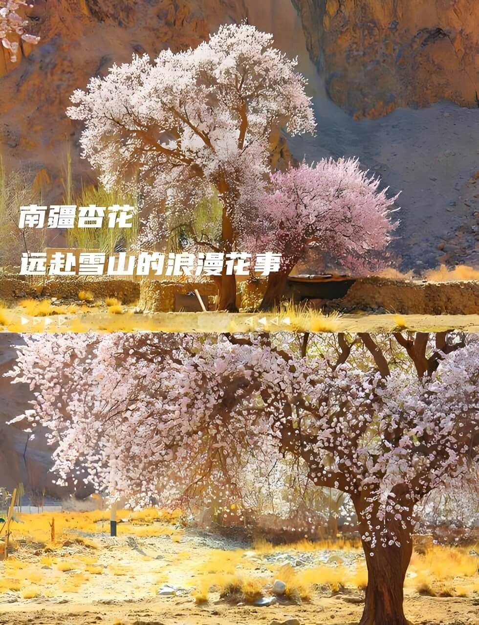 新疆帕米尔高原杏花攻略：塔吉克族春季秘境探索指南-峰峦文旅景区有限公司