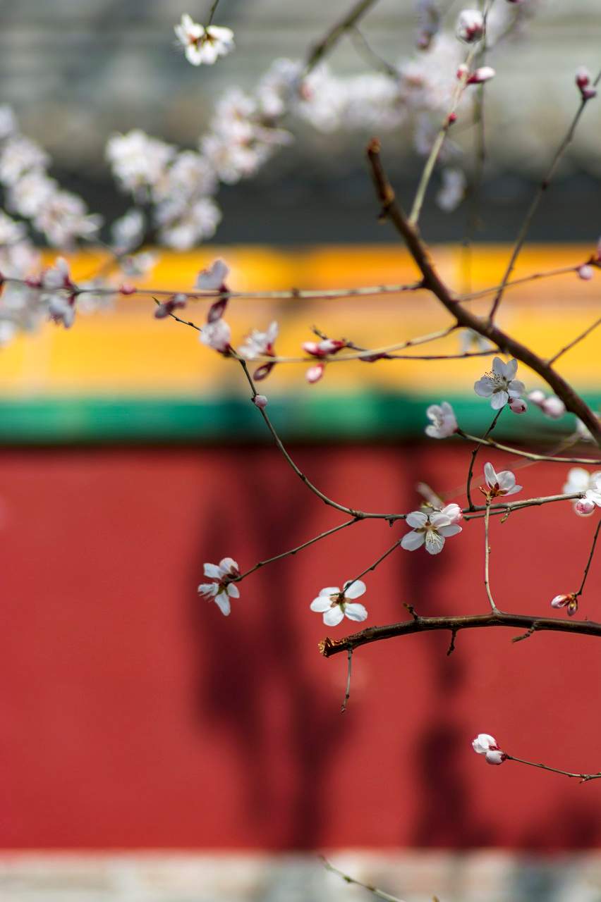 立春燂春习俗：浙南樟木熏燎的传统民俗文化-峰峦文旅景区有限公司