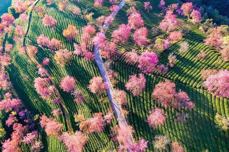 立春时节万物复苏，传统习俗与诗意生活的完美交融-峰峦文旅景区有限公司