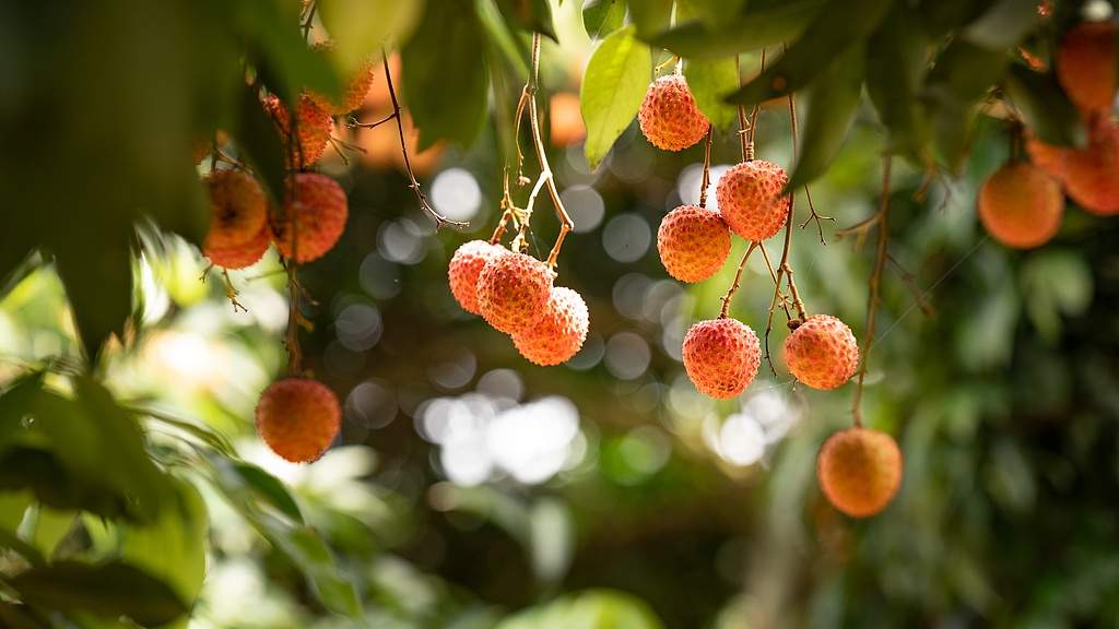 荔枝文化热潮背后的产业融合新路径-峰峦文旅景区有限公司