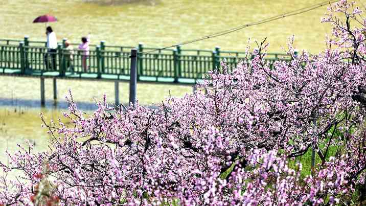 千亩桃花绽放引客来 油菜花海助力乡村振兴-峰峦文旅景区有限公司