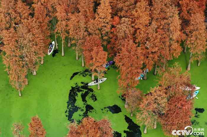 杭州青山湖水上森林公园现火红冬景，池杉落羽杉迎最佳观赏期-峰峦文旅景区有限公司