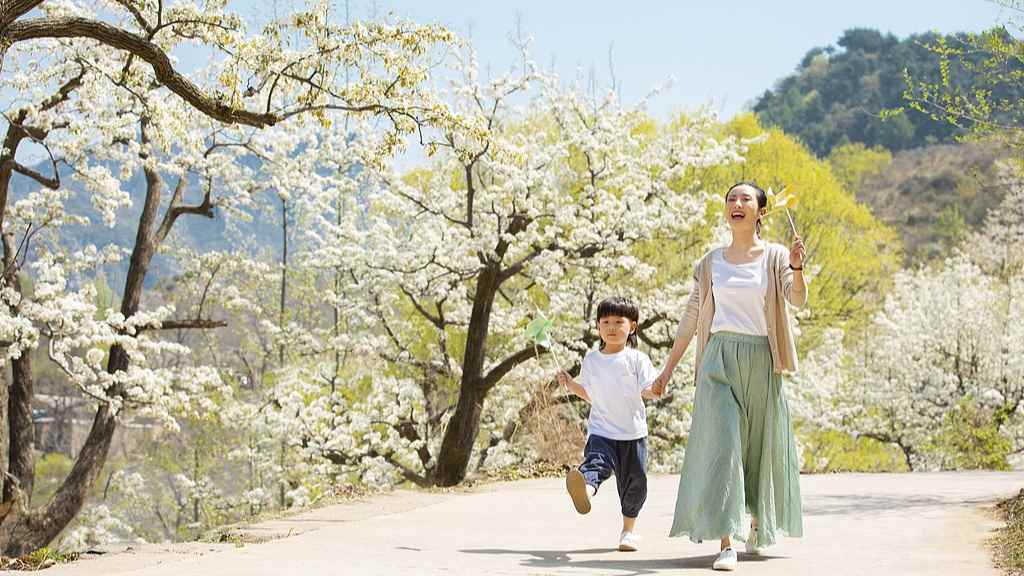 2025全国赏樱地图发布 十大胜地最佳观赏期攻略-峰峦文旅景区有限公司