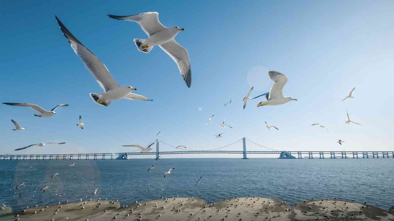 大连湖北将实施境外旅客购物离境退税政策-峰峦文旅景区有限公司