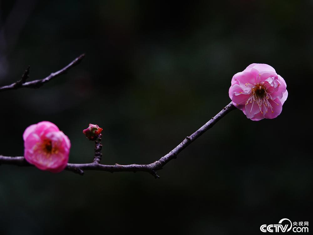 湖北宜昌：红梅花渐次绽放