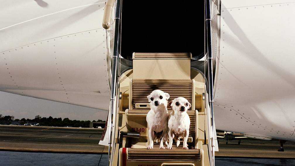 宠物进客舱服务成航司新收益增长点，单程收费最高2000元-峰峦文旅景区有限公司