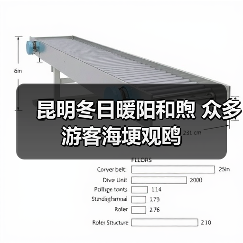 昆明冬日暖阳和煦 众多游客海埂观鸥（图4）