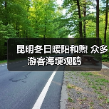 昆明冬日暖阳和煦 众多游客海埂观鸥（图3）