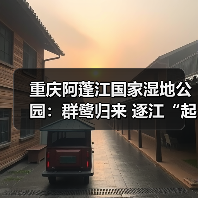 重庆阿蓬江国家湿地公园：群鹭归来 逐江“起舞”（图4）