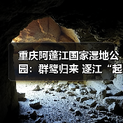 重庆阿蓬江国家湿地公园：群鹭归来 逐江“起舞”（图2）
