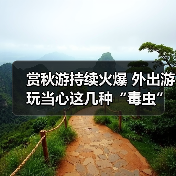 赏秋游持续火爆 外出游玩当心这几种“毒虫”(图1) 赏秋游持续火爆 外出游玩当心这几种“毒虫”(图1)