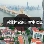 湖北神农架：雪中猴趣（图4）