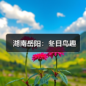 湖南岳阳：冬日鸟趣（图3）