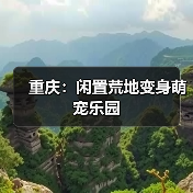 重庆：闲置荒地变身萌宠乐园（图4）