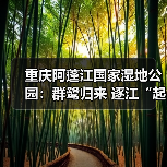 重庆阿蓬江国家湿地公园：群鹭归来 逐江“起舞”