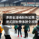 泽普金湖杨秋色如画 沉浸式赏秋景体验全攻略(图1) 泽普金湖杨秋色如画 沉浸式赏秋景体验全攻略(图1)