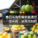 春日花海引爆农旅活力:樱花雨、油菜花如何引领赏花热潮?(图1) 春日花海引爆农旅活力:樱花雨、油菜花如何引领赏花热潮?(图1)